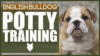 How To Potty Train Your ENGLISH BULLDOG