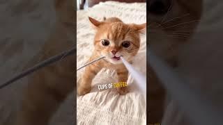 Why Orange Cats Are So Crazy 