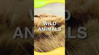 WILD ANIMALS  APRENDE INGLÉS ‍ LEARN ENGLISH with KITOONS  #shorts #aprenderingles #learnenglish