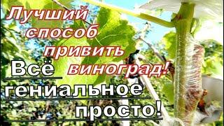 ЛУЧШАЯ Прививка ВИНОГРАДА!Физиология прививки и техника её исполнения!BEST GRAPE graft!