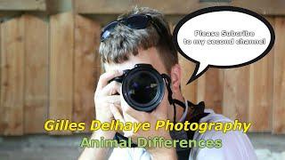 Second Channel Gilles Delhaye Photography (New Animal Differences)