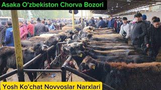 Yosh Ko'chat Novvoslar Asaka O'zbekiston Chorva Bozori 24-Oktyabr, 2024