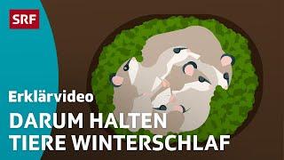 Der Winterschlaf der Tiere – einfach erklärt | Kindervideos | SRF Kids