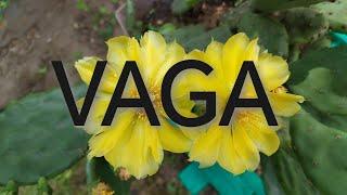 VAGA - 20.08.-31.08.