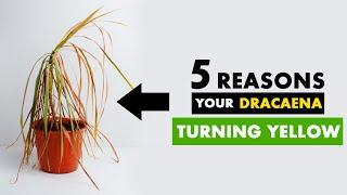 5 Reasons why your Dracaena leaves turning yellow