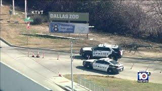 Leopard escapes from her habitat at Dallas Zoo