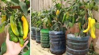 No More Buying Chilli Peppers - This Easy Method of Growing Chilli Peppers