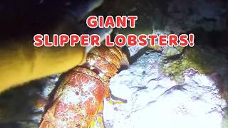 Giant Slipper Lobsters! Catching Monster Seafood While Scuba Diving in Vietnam