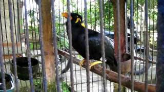 Amazing Talking Myna Bird