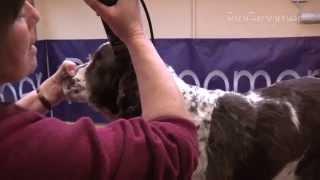 Grooming Guide - English Springer Spaniel - Pet/Salon - ProGroomer