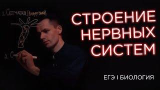 Строение нервных систем | ЕГЭ Биология | Даниил Дарвин