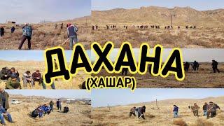 ДАХАНА ХАШАР #эхсонтж #лаккон #№1 #isfara #tadjikistan #tjk #tjk