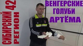 ВЕНГЕРСКИЕ ГОЛУБИ и ПЕВЧИЕ ПТИЦЫ  АРТЁМА