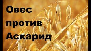 Заболевания, вызванные описторхозом. Лекция Ирины Стефановской Паразитология. Выпуск 13