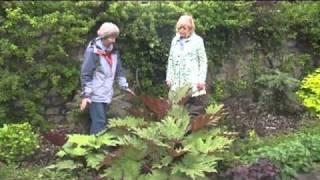 Rheum palmatum "Atrosanguineum".m4v