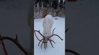 White Reindeer in Snow | Lapland #Shorts