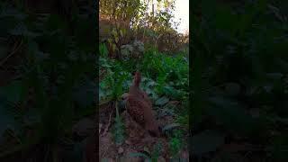 Teetar sound Partridge patel ko hunting voice