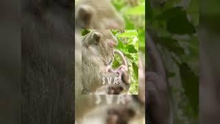 #Shorts Million Pity Baby Monkey , Mom Pup Him Upside Down  episode #1