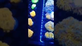 #Gold torch #corals that jump out of the #aquarium lit by #illumagic #vitamini #shorts