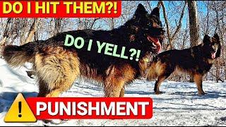 Do I Hit Them?! Do I Yell?! - Punishing My Dogs For Misbehavior