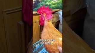 #Rooster# Cute pet # Daily life of cute pet # You are too beautiful to be a chicken
