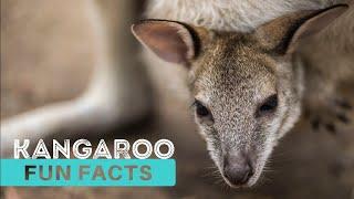 KANGAROO  | Learn 13 Interesting & Fun Facts for Kids