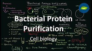 Bacterial Protein expression and Purification | Cell Biology | Basic Science Series Official