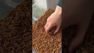Большой мучной хрущак #зооферма #насекомое #червь #белок #личинка