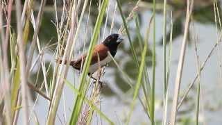 Feeding behavior of Black-headed munia (Lonchura atricapilla)