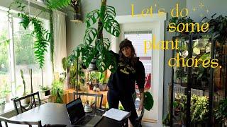  3 days of plant chores  restarting philo silver sword, maranta chop, fungus gnat control, + more!