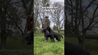 Eyes on the prize! Team of Labrador Retriever Gundogs on the peg #gundogtraining