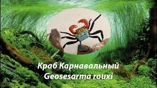  Краб Карнавальный / Rainbow Vampire Crab / Geosesarma rouxi