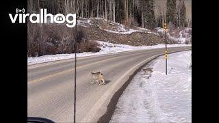 Lynx Family Crosses Road || ViralHog