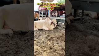 Beautiful & Cute Cow | Desi Qurbani Cow 2025 | Mera Shauk Official