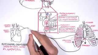 Control Of Respiration (regulation of breathing)