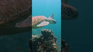 Epic Nature | Cinematic Escape into Wild Beauty  Relax Films #wildlife #cinematicadventures #animals