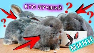 МИНИ СОРЕВНОВАНИЯ КТО ЛУЧШИЙ КРОЛИК ? КТО НОВЫЙ ПИТОМЕЦ ? | Elli Di Pets