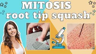 Mitosis root tip squash - Required practical A level Biology. Method explained & exam questions