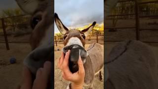 Stubborn little donkey #animal #shorts #donkey