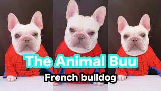 The Animal Buu Compilation | the most Fuuny collection147 #theanimalbuu #dogsofyoutube