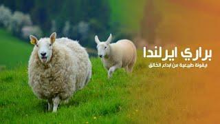 براري ايرلندا أيقونة طبيعية من ابداع الخالق عز وجل | كويست عربية Quest Arabiya