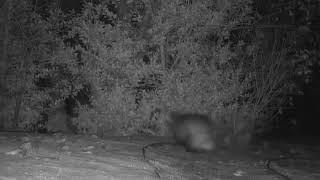 Nighttime Encounter Between Badger and Fox Leads to Comical Chase Scene