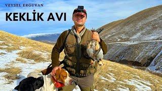 Karda Kınalı Keklik Avıİngiliz pointer av köpekleri ile çil ve kınalı keklik avı Partridge hunt