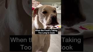 Who else can relate?  #dogs #funnydogs #labrador