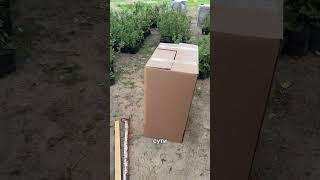Саженцы голубики оптом. Собираем заказы #голубика
