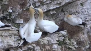 Bempton Cliffs 2017