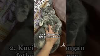 4 fakta kucing British Shorthair yg harus km tau 