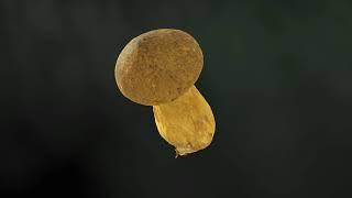 Real mushroom in 3D - Suillus variegatus, 0043