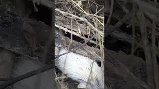 wow, this sharp-haired animal is really scary #shortvideo #animals #nest #nature #woodscraft