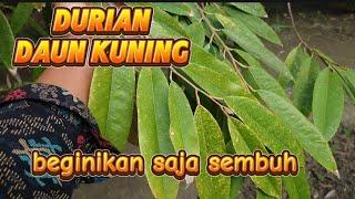 mengatasi daun durian menguning